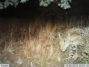 Automatic wildlife cameras snapped this photo of a male jaguar on a nightly walk in the Santa Rita Mountains on Oct 25. (Photo: USFWS/UA/DHS) Automatic wildlife cameras snapped this photo of a male jaguar on a nightly walk in the Santa Rita Mountains on Oct 25. (Photo: USFWS/UA/DHS)